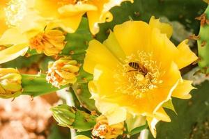 yellow flowers on a cactus are blooming bright color photo