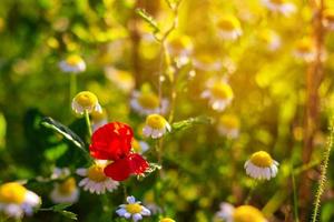 red poppy in a chamomile field, summer Wallpaper photo