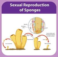 Diagram showing reproduction in sponges vector