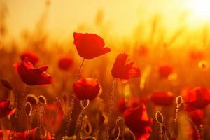 Bright red poppies in a field at sunset photo