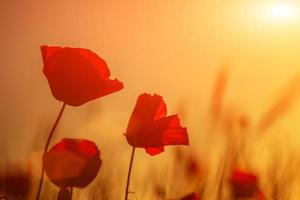 amapolas rojas brillantes en un campo al atardecer foto