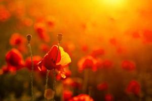 beautiful poppy field at sunset, close-up , Wallpapers photo