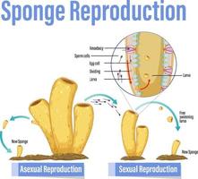 Diagram showing reproduction in sponges vector