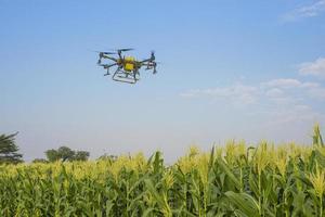 drones agrícolas volando y rociando fertilizantes y pesticidas sobre tierras de cultivo, innovaciones de alta tecnología y agricultura inteligente foto