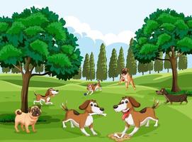 muchos perros corriendo en el parque