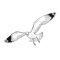 boceto de gaviotas voladoras. ilustración dibujada a mano convertida en vector. estilo de arte de línea aislado sobre fondo blanco. vector