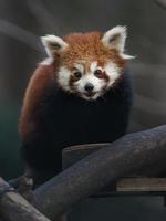 Red panda on branch photo