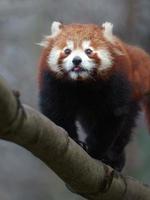 Red panda on branch photo