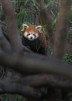 Red panda on branch photo