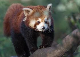 Red panda on branch photo