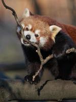 Red panda on branch photo