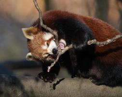 Red panda on branch photo