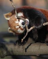 Red panda on branch photo