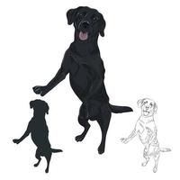 Black labrador dog jumping isolated on white background. vector