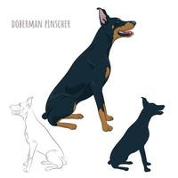 Doberman Pinscher sitting isolated on white background. Silhouette of sitting dog. vector