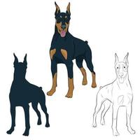 dobermann de pie y jadeando con la lengua afuera. perro guardián para su diseño. vector