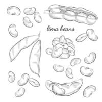 Lima beans hand drawn illustration. vector