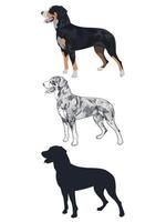 Swiss mountain dog in three different styles isolated on white background. vector