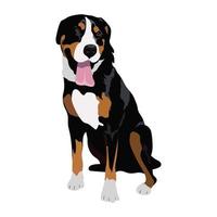 Swiss mountain dog sitting isolated on white background. vector