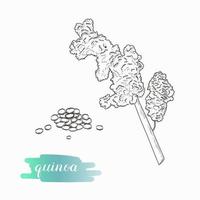 Quinoa grain and plant vector sketch.