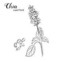 Chia plant and seeds hand drawn sketch. vector