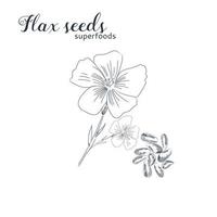 Flax seeds hand drawn sketch. vector