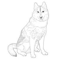 Husky hand drawn sketch. vector