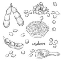 Soybean bowl and pods hand drawn sketch on white background. vector