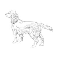 boceto dibujado a mano cocker spaniel aislado sobre fondo blanco. vector