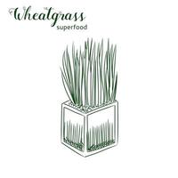 Wheat grass hand drawn sketch isolated on white background. vector