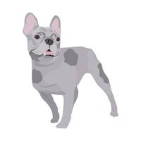 French bulldog isolated on white background. vector