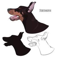 dobermann jadeando con la lengua fuera. perfil de vigilancia para su diseño. vector