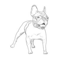 boceto dibujado a mano de bulldog francés aislado sobre fondo blanco. vector