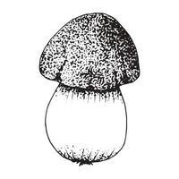 Mushroom sketch isolated on white background. vector