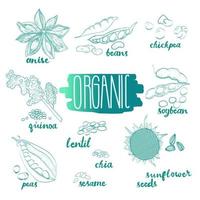 Seeds and beans vector set. Food sketches. Botanical collection.