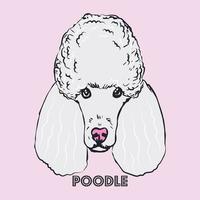 Poodle head isolated on pink background. vector