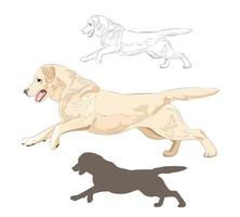 Labrador dog running isolated on white background. vector