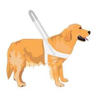 Golden Retriever with white harness isolated on white background. vector