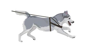 Husky dog running vector illustration.