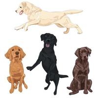 perros labradores aislados sobre fondo blanco. vector