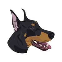 cara doberman aislada sobre fondo blanco. vector