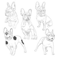 Purebred dog in different poses hand drawn sketches. vector