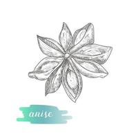 Anise star hand drawn sketch isolated on white background. vector