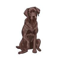 labrador chocolate sentado y dando una pata. vector