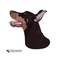 Doberman Pinscher head isolated on white background. vector