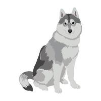Husky dog sitting isolated on white background. vector