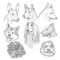 Purebred dog head sketch. Rare canine breeds. vector