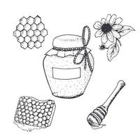 Honey in jar and honeycombs sketches. vector