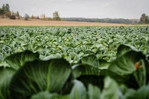 Landscape view of a freshly growing beautiful cabbage field, selective focus photo