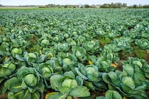 Landscape view of a freshly growing beautiful cabbage field, selective focus photo